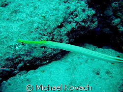 Trumpet fish on the inside reef at Lauderdale by the Sea by Michael Kovach 